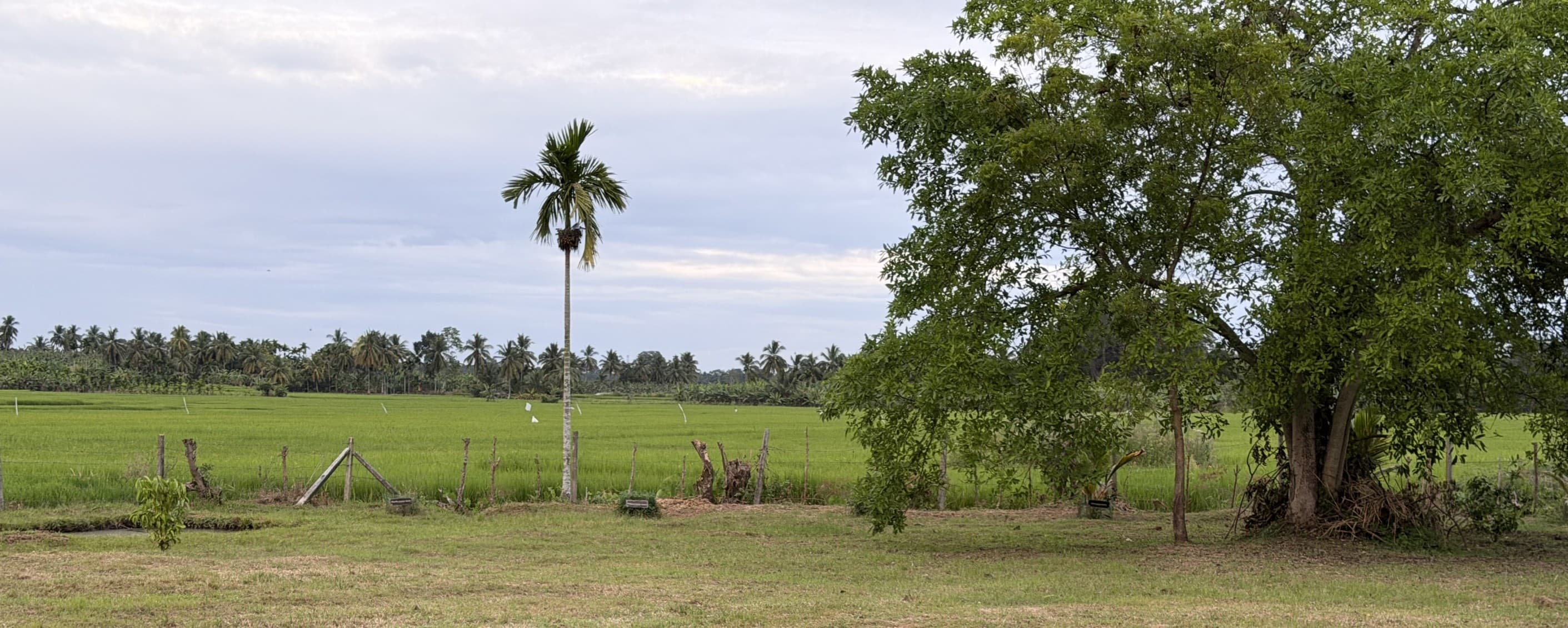 Relax by the Paddy Fields & Watch the Sunset